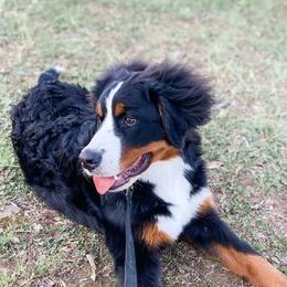 Bernedoodles and Bernese Mountain Dogs from Nova Valley Puppies