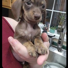 Dachshund Puppies from High Desert Doxies