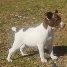 Rat Terrier Puppies from Live Wire Rat Terriers