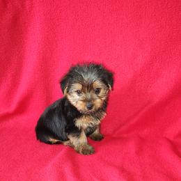 Tommy - Black and tan male Yorkshire Terrier puppy in Lapeer, Michigan from Puppy Kisses