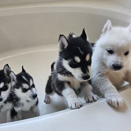 Pomsky Puppies from Peoria Pomskies