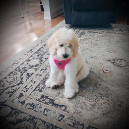 Morpho- purple collar female - Parti female Goldendoodle puppy in Silsbee, Texas from Barkley Lane Doodles LLC