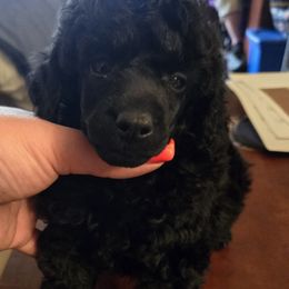 Hades - Black Poodle puppy in Abbeville, Louisiana from Regatta Kennels
