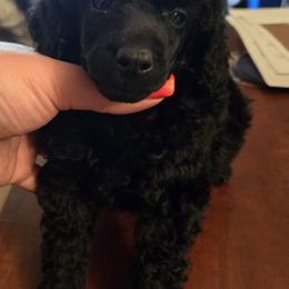 Hades - Black Poodle puppy in Abbeville, Louisiana from Regatta Kennels