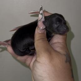 Sizzle - Black and tan female Pomeranian puppy in Wagoner, Oklahoma from Cascade Pomeranians