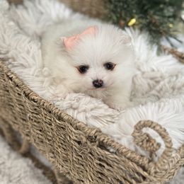 Girl 1 - White female Pomeranian puppy in Meridian, Idaho from Idaho_poms