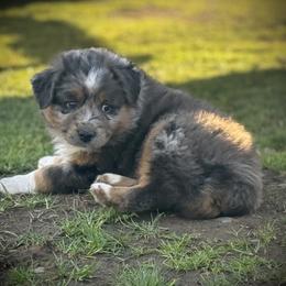 Grinch - Blue merle male Miniature Australian Shepherd puppy in North Lakeport, California from Wild Rose Ranch
