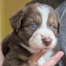 Boy 3 - male Australian Shepherd puppy in Acworth, Georgia from Aussomely Yours, Australian Shepherds