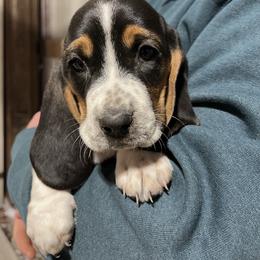Girl 2 - Black brown and white female Basset Hound puppy in Noblesville, Indiana from Russell Bassets