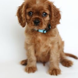 Kona - Ruby Cavalier King Charles Spaniel puppy in Flagstaff, Arizona from Cadelia Cavalier King Charles Spaniels