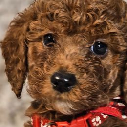 Bernedoodles, Bernese Mountain Dogs, Cavapoos, Goldendoodles, and Poodles from Happy Valley Puppies