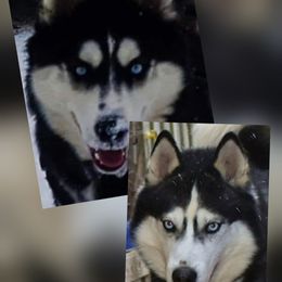 Siberian Husky puppies from Xk siberians