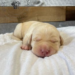 Labrador Retriever Puppies from RPAs Priceless Labradors