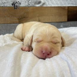 Labrador Retriever Puppies from RPAs Priceless Labradors