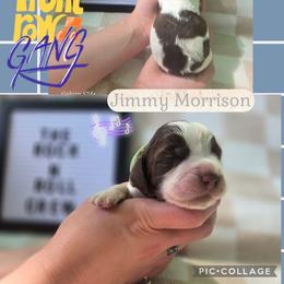 Jimmy Morrison Boy 3 - Liver and white male English Springer Spaniel puppy in Saginaw, Michigan from Kemerer Springers