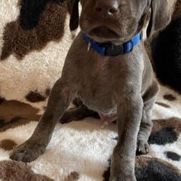 German Shorthaired Pointers from Darm Farm Pointers