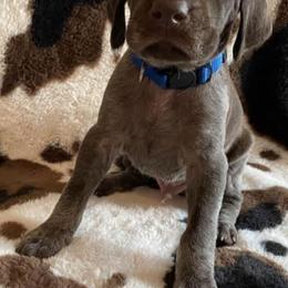 German Shorthaired Pointers from Darm Farm Pointers