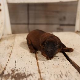 Girl 1 - female Whoodle puppy in West Bend, Iowa from Blue Skies Terriers