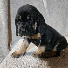 Pink collar - Black and tan female Bloodhound puppy in Gillette, Wyoming from Whispering Winds Homestead 307