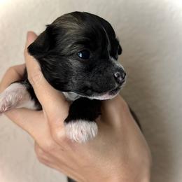 Hairy Hairless Girl 2 - Slate female Chinese Crested puppy in Tomball, Texas from Gracieux Chinese Cresteds