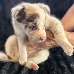 Bambi - Red merle female Border Collie puppy in East Ellijay, Georgia from Nine Peaks Border Collies