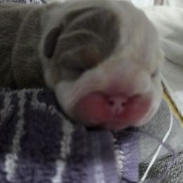 Bulldog puppies from Red Cloud Australian Shepherds and DeGray Great Danes & Bulldogs