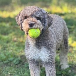 Lagotto Romagnolo All Grown Up from Millie Grace Haven