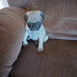 Marsha - Fawn female Pug puppy in Fall Creek, Wisconsin from Heartville Pugs