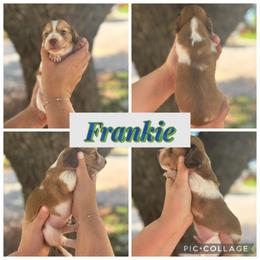 Frankie - Cream male Dachshund puppy in Wichita Falls, Texas from Long Dogs in The Falls