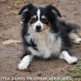 Dollie - Black tri female Toy Australian Shepherd puppy in Lubbock, Texas from Texas Bluebonnet Herders