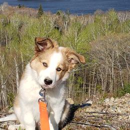 Border Collie Puppies from Lil Maine Border Collies