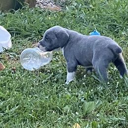 Mountain Cur Puppies from Walnut Ridge Mountain Curs