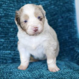 Valkyrie - Red merle female Miniature American Shepherd puppy in Kamuela On The Big Island, Hawaii from Royal Hawaiian Aussies LLC