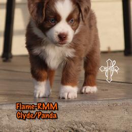 Boy 4 - male Miniature American Shepherd puppy in Elgin, Oregon from Cross L Miniature American Shepherds