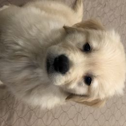 Golden Retriever Puppies from OPK GOLDENS