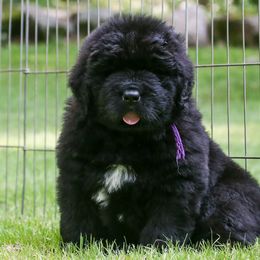 Newfoundland Puppies from Kodiak Acres