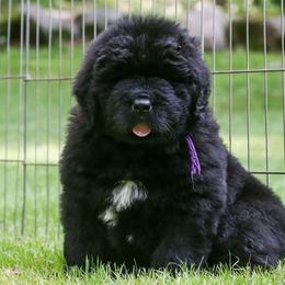 Newfoundland Puppies from Kodiak Acres