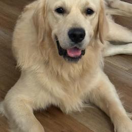 Golden Retriever puppies from Golden Care Golden Retrievers