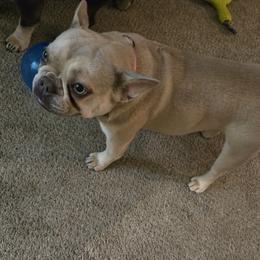 Jade - French Bulldog