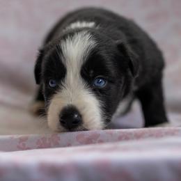 Australian Shepherd Puppies from Towkach Mini Ranch