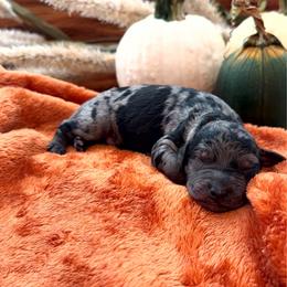 Patch - Merle male Goldendoodle puppy in Easley, South Carolina from Our Darling Doodles