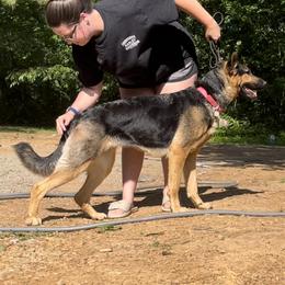 Renegade - German Shepherd