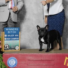 French Bulldogs from Amscot French Bulldogs