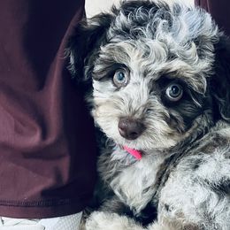 Aussiedoodles and Poodles from BoujeeDoodles