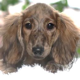 Girl 1 - female Dachshund puppy in Azle, Texas from American Dachshunds