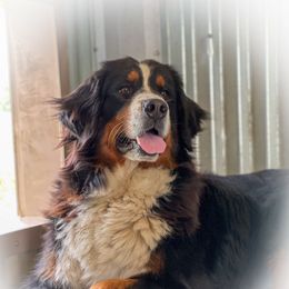 Greta - Bernese Mountain Dog