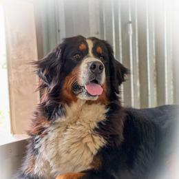 Greta - Bernese Mountain Dog