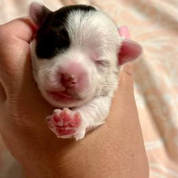 Forest - Chocolate, tan and white male Yorkshire Terrier puppy in Tangipahoa County, Louisiana from Riche’ Louisiana Yorkies