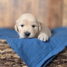 Loretta - Golden female Golden Retriever puppy in Fruitland, Idaho from Bethel Retrievers