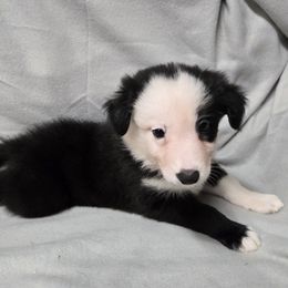 Girl 1 - Black and white female Border Collie puppy in Richland, Pennsylvania from Winter Creek Border Collies